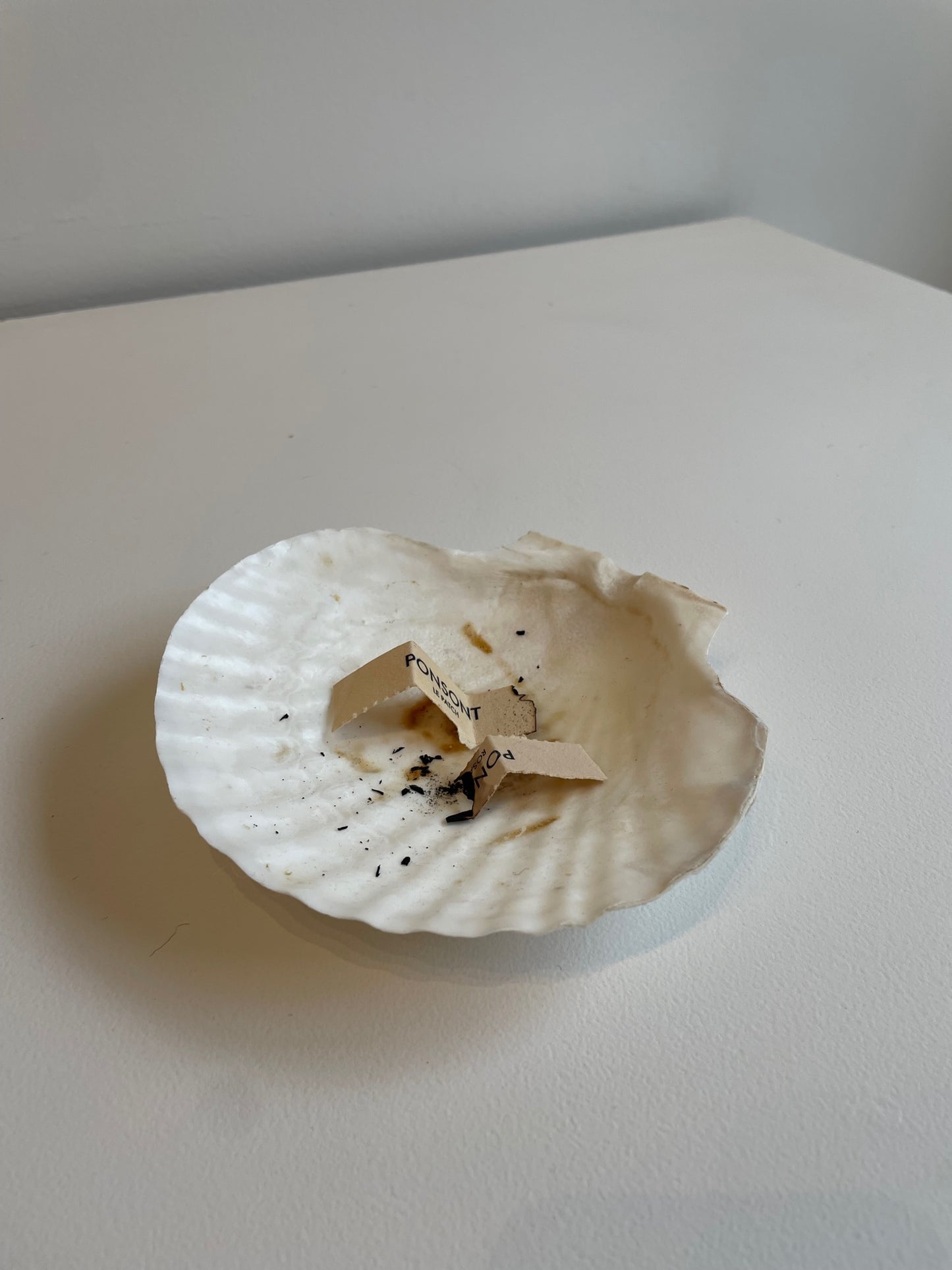 Scallop Shell