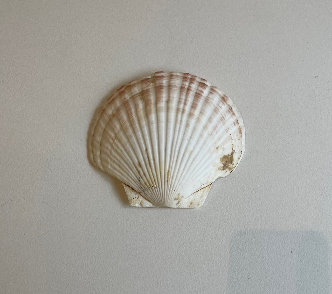 Scallop Shell
