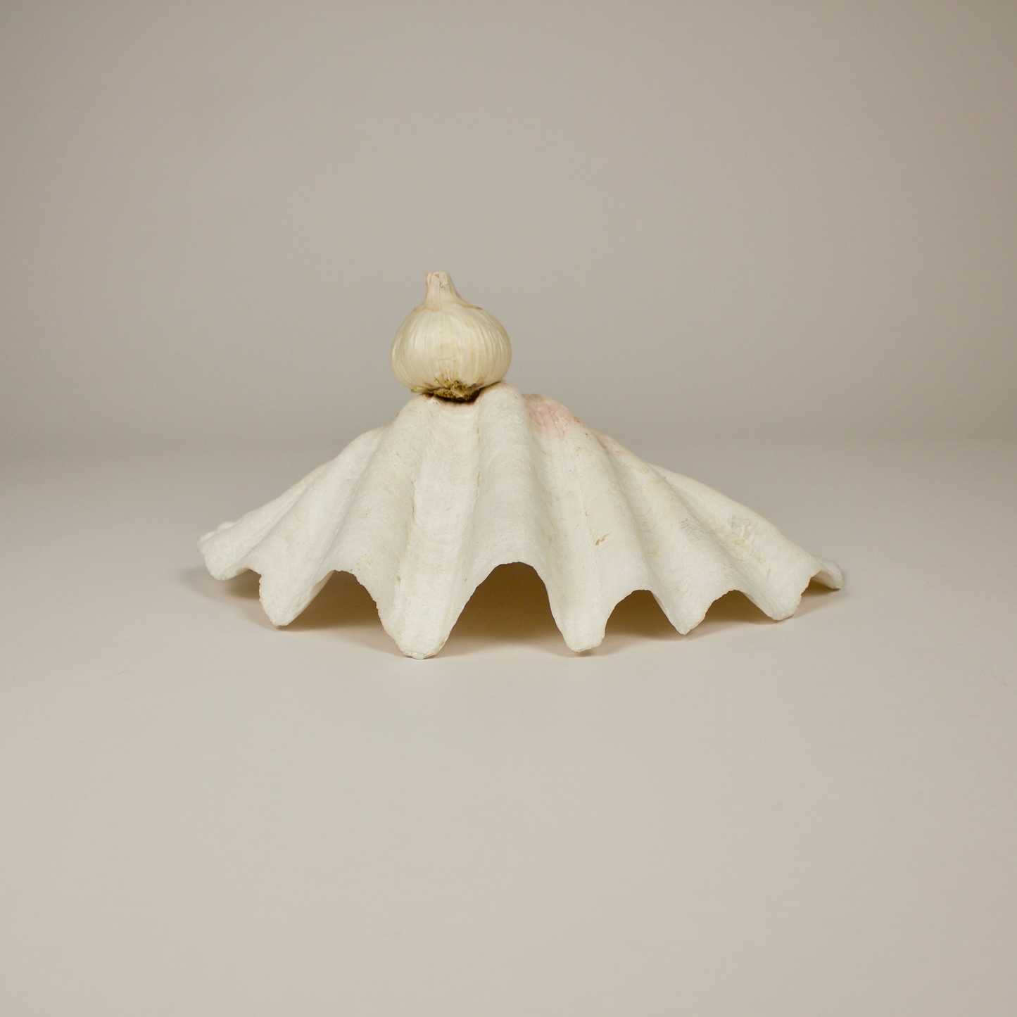 Giant Clamshell