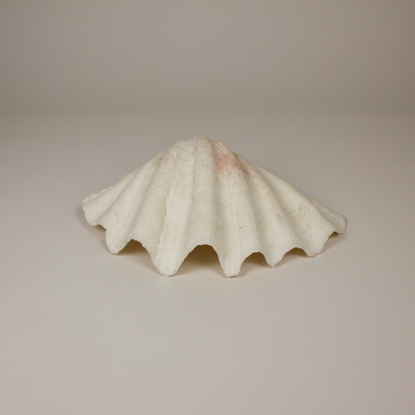 Giant Clamshell