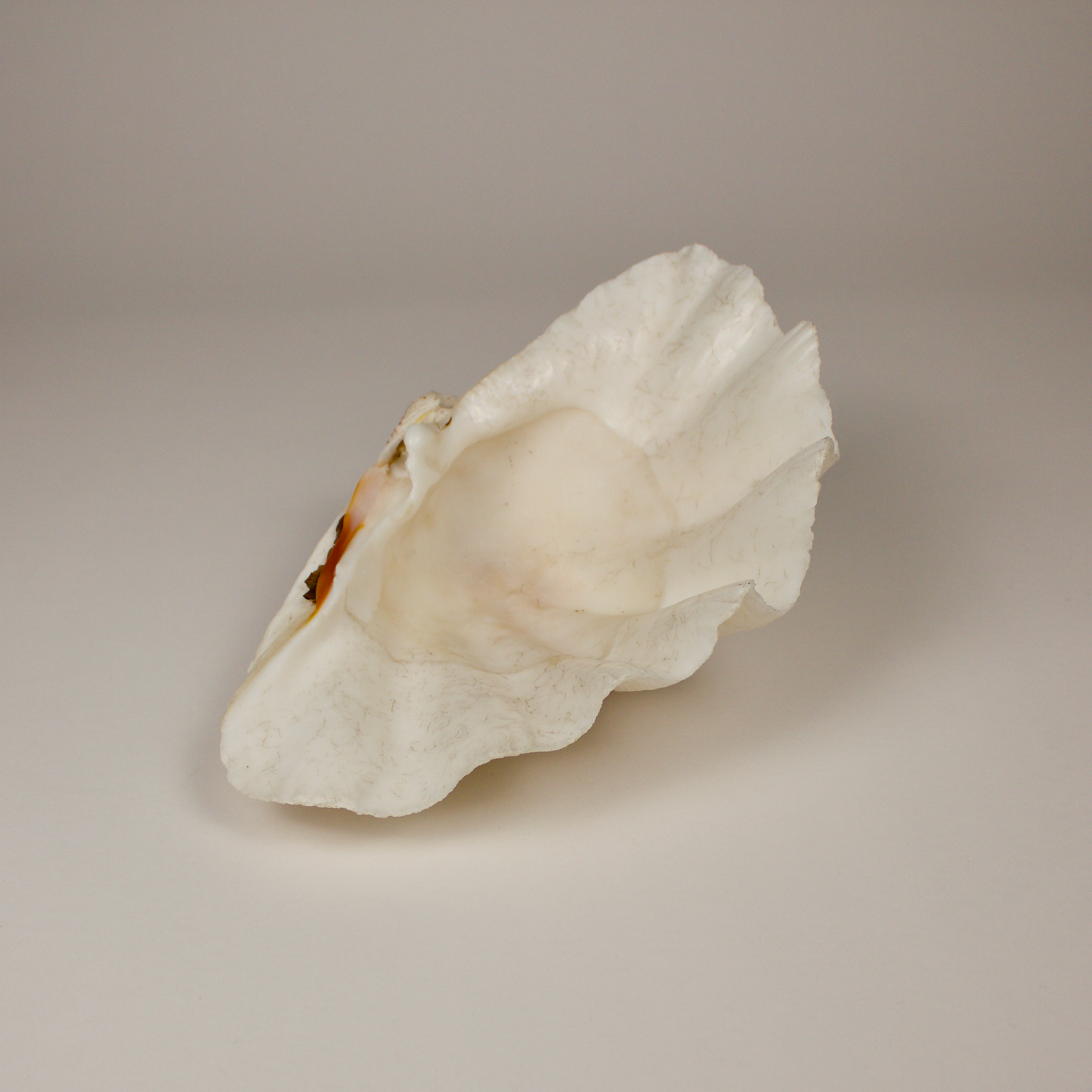 Giant Clamshell