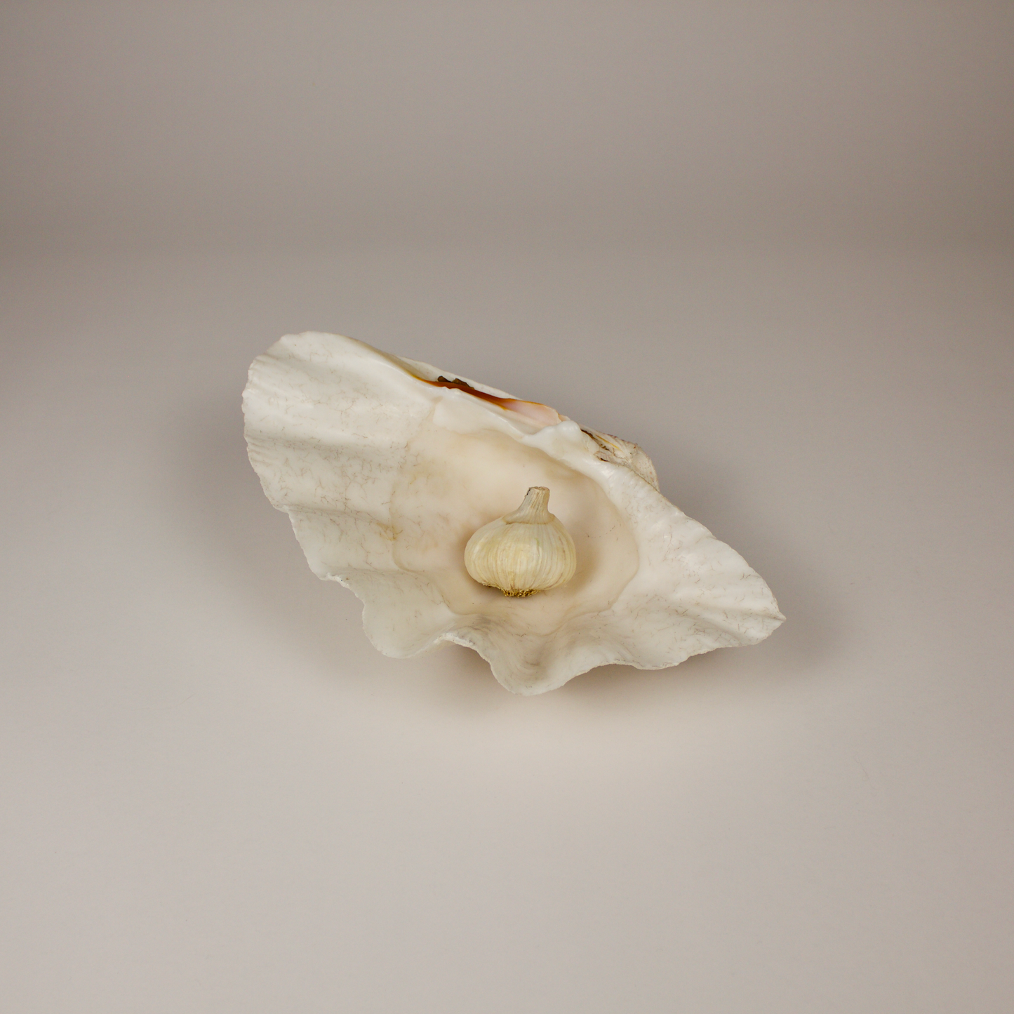 Giant Clamshell
